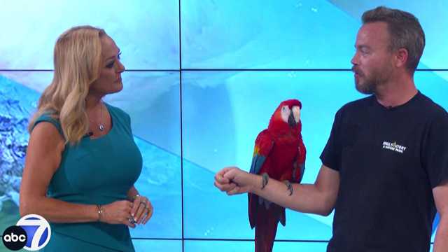 Creature Feature: Scarlet Macaw - Vimarsana News