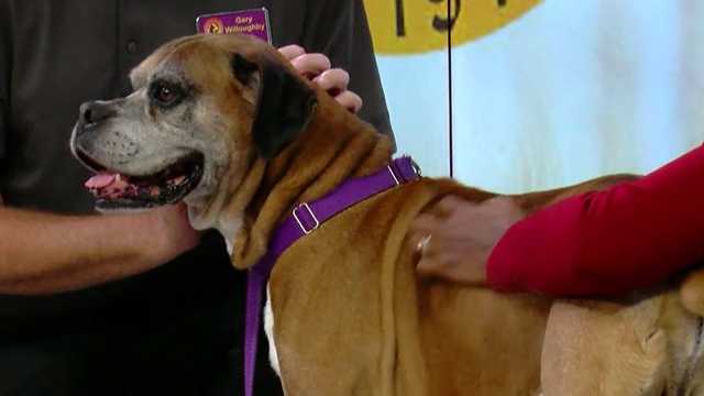 Mutts & Meows: Adopt Diesel - Vimarsana News