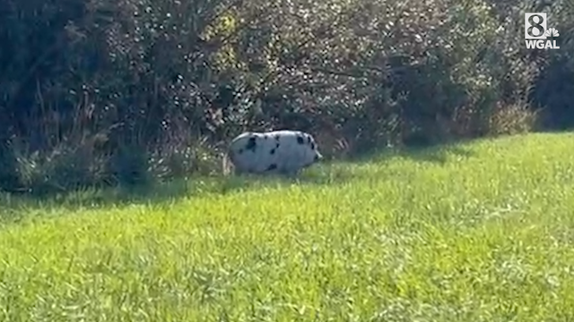 Escaped pig continues to elude capture in Adams County - Vimarsana News