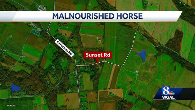 Emaciated horse rescued in Adams County - Vimarsana News