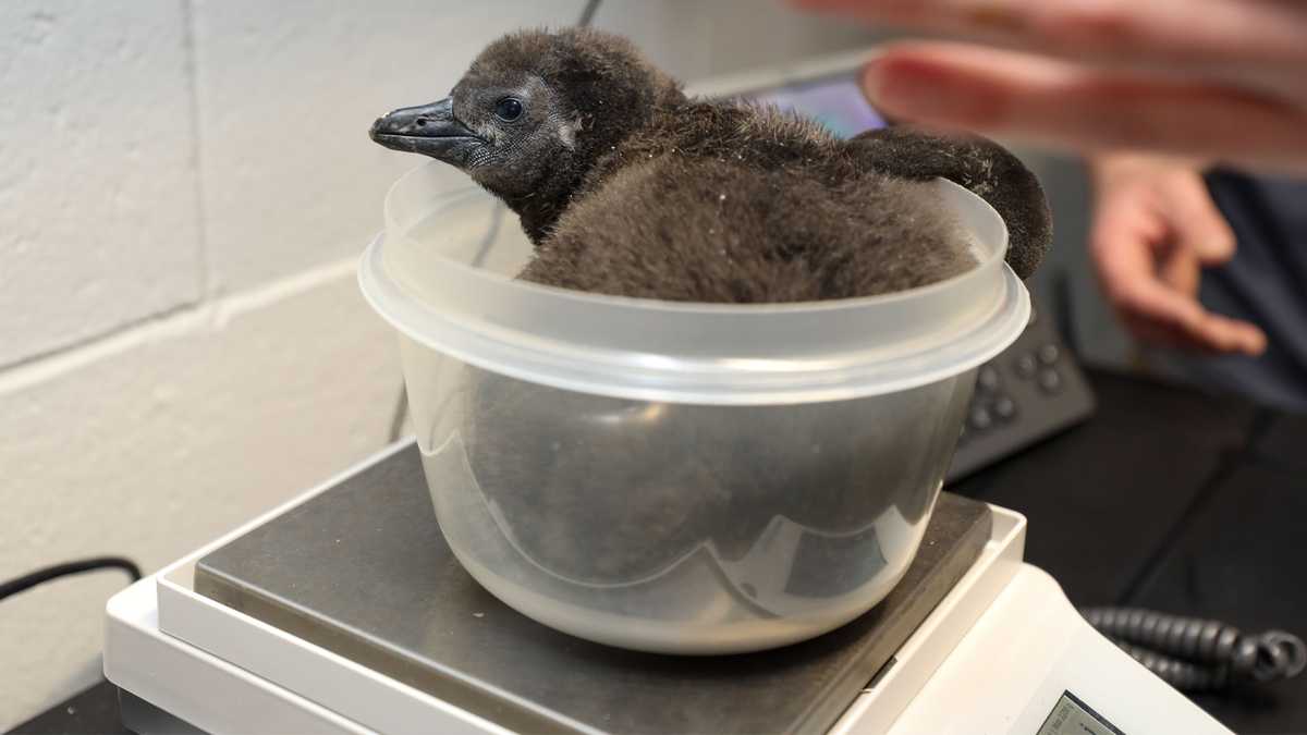 New England Aquarium unveils new African penguin chick