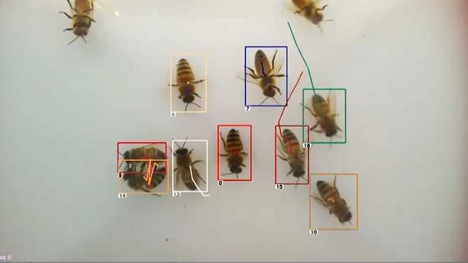 Beehive AI Technology