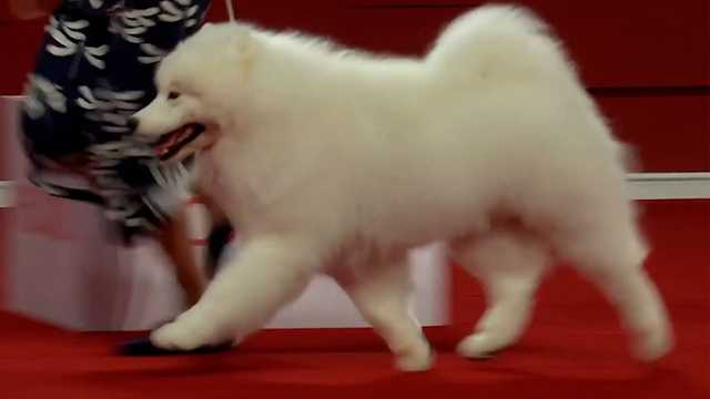 AKC National Championship sees largest field in show's history - Vimarsana News