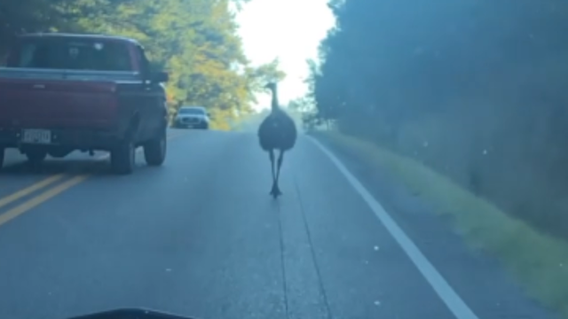 Emu causes traffic jam on Alabama highway - Vimarsana News