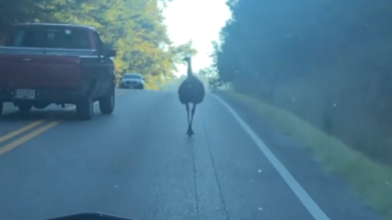 WATCH: Emu causes traffic jam on Alabama highway