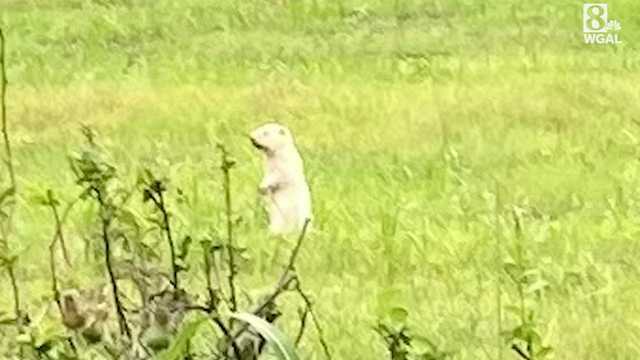 Two rare albino groundhogs spotted in York County, Pa., field - Vimarsana News
