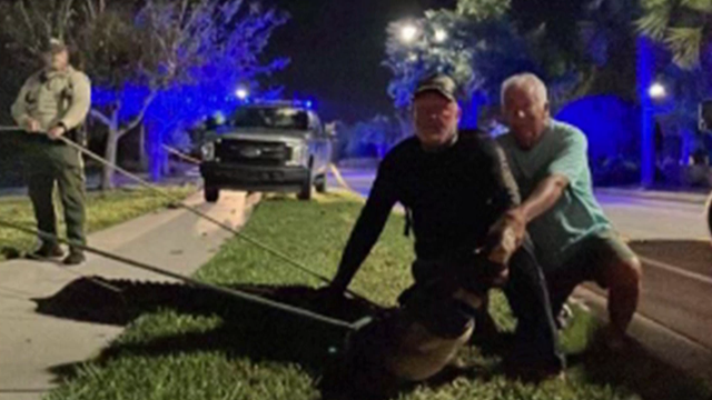 Neighbor rescues man attacked by alligator in Collier County - Vimarsana News