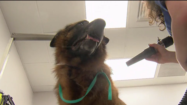 Lifesaving benefits of 'SCENT' grooming for dogs - Vimarsana News
