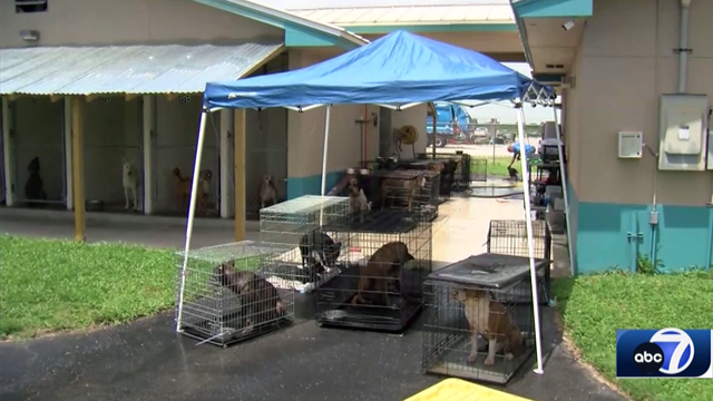 Jupiter-based Furry Friends helps SWFL animal shelters at capacity - Vimarsana News