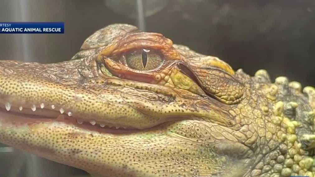 Alligator found in Wisconsin lake