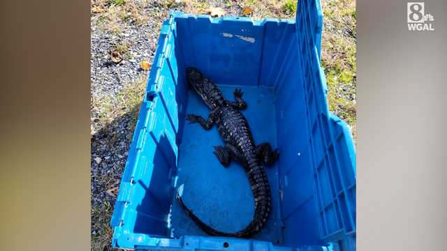Small alligator found in Dauphin County - Vimarsana News