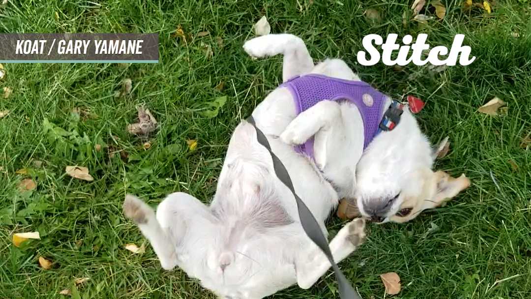 This video explains why dogs are most dramatic pets