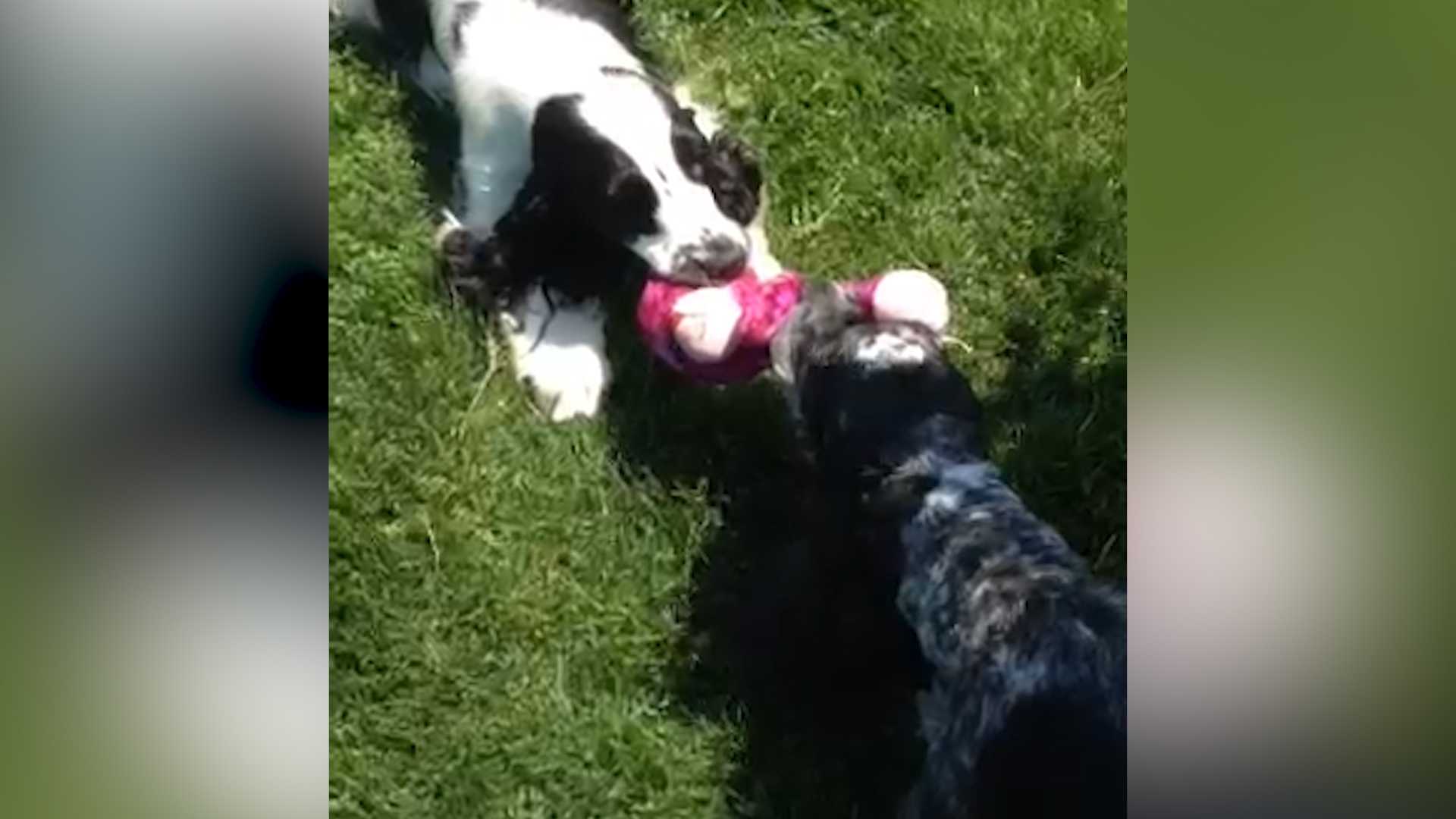 dog tug of war competition