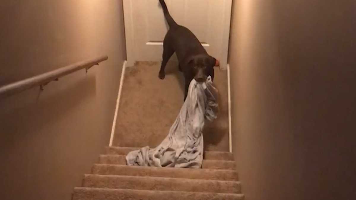 This dog does not want to go to bed