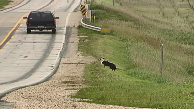 RETRO FIND: Amazing dog chases unexpected herd - Vimarsana News