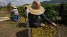 Farm employees work on a farm during the coffee harvest in Braganca Paulista, Brazil, Friday, April 4, 2025. (AP Photo/Andre Penner)
