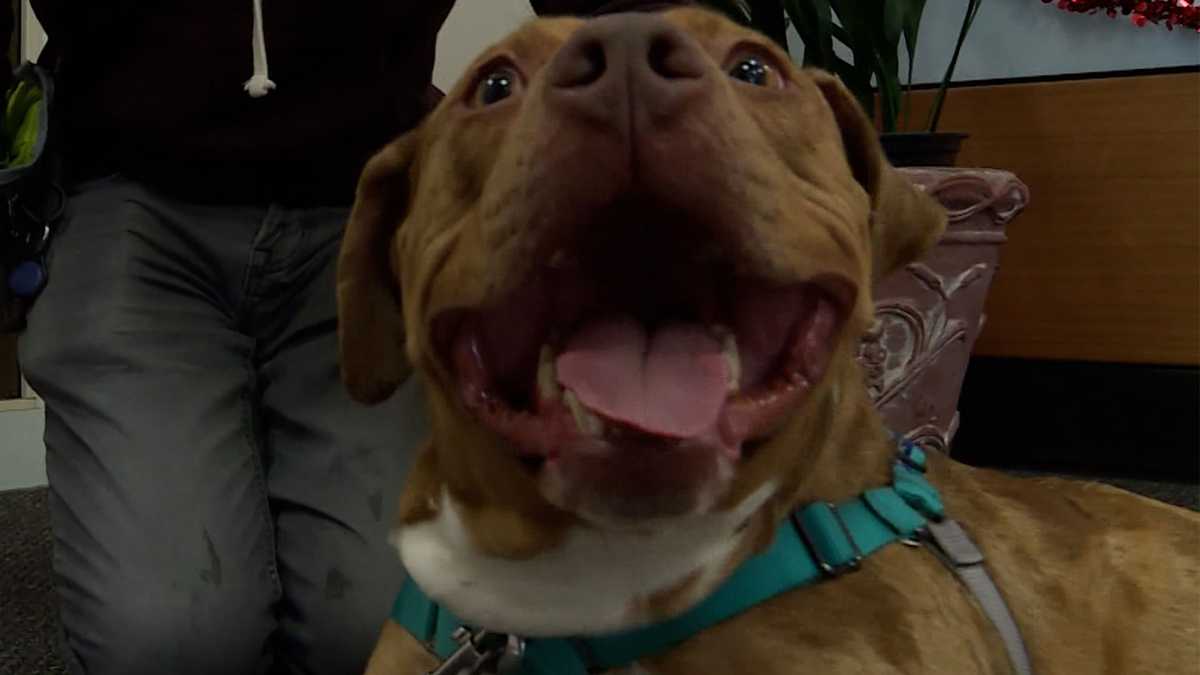 Meet Appa, Greater Portland’s Adoptable Pet of the Week: Jan. 22, 2025