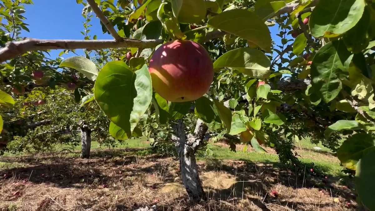 Late Freeze Shortens Fall Apple Season For Indiana Orchards