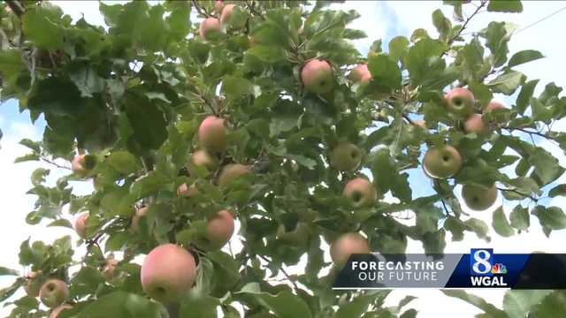 Climate change affecting fruit farmers - Vimarsana News
