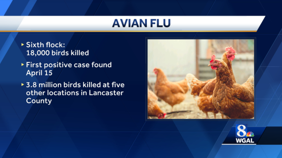 Influenza aviar confirmada en la sexta instalación del condado de Lancaster