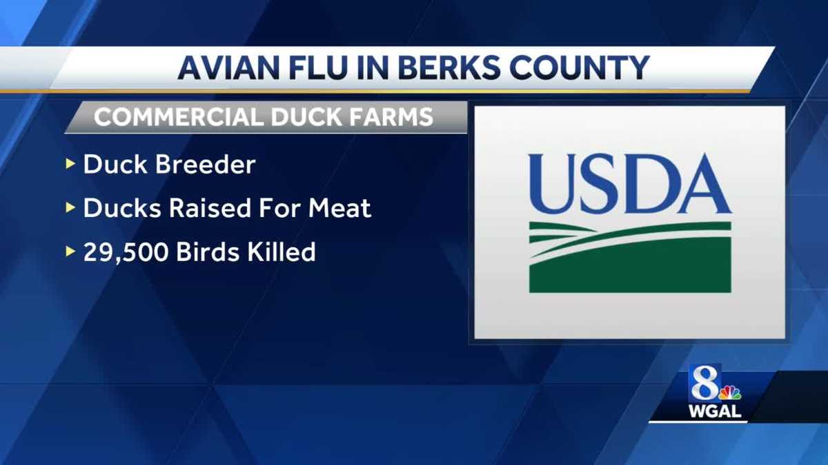 Berks County’deki iki sürüde kuş gribi tespit edildi