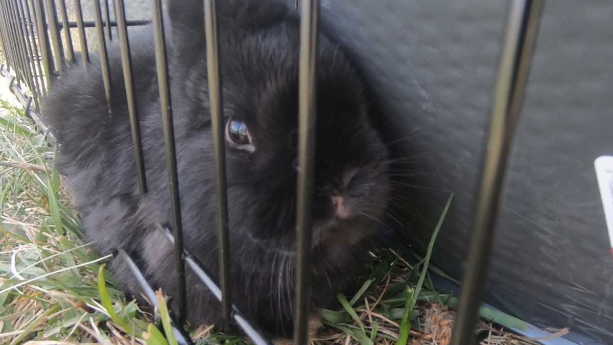 Vermont farm offering baby animal rentals