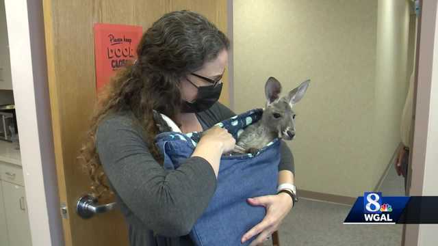Lancaster County health care workers get visit from baby kangaroos - Vimarsana News
