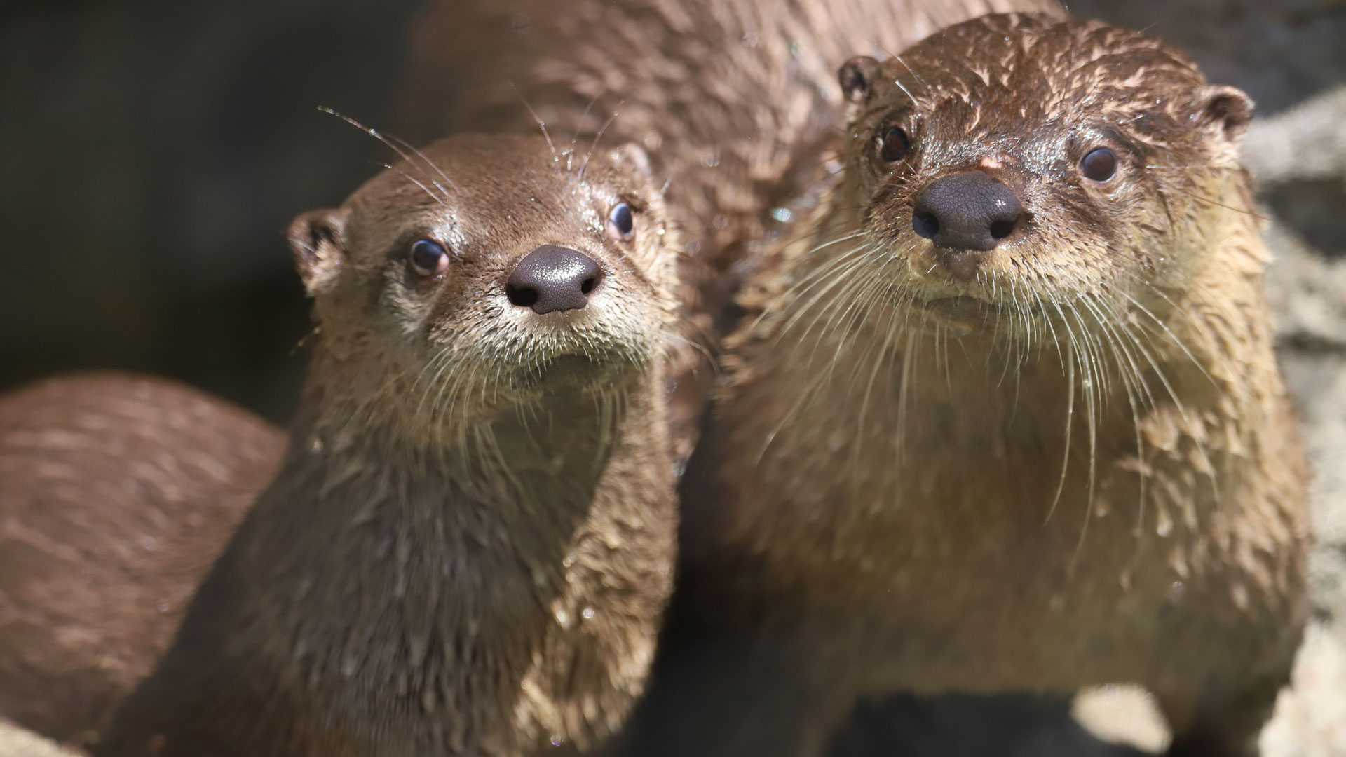 baby otters playing