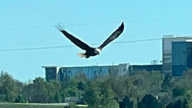 Bald eagle spotted appearing to hunt at Lake Hefner