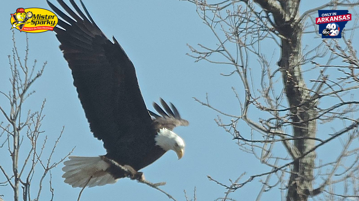 Northwest Arkansas is a fantastic place to find bald eagles