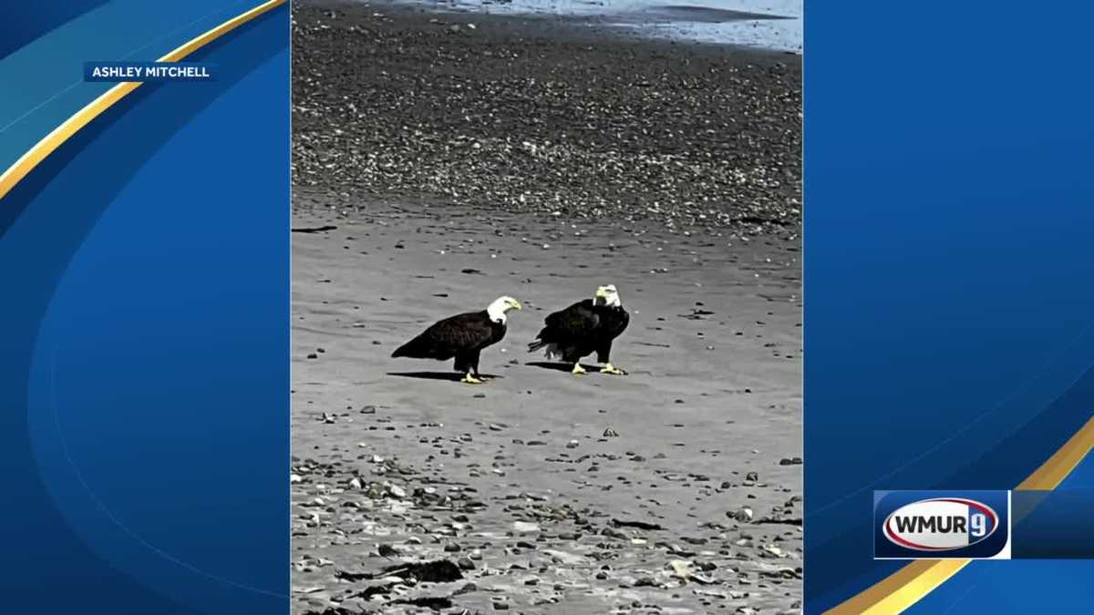Rye, New Hampshire beach photo Pair of bald eagles