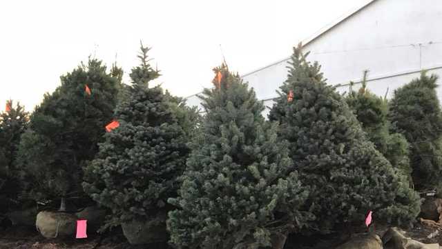 Christmas Tree Recycling, Pickup Options Across Tri-State