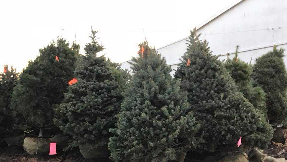 Farm donates 350 free Christmas trees to military, families in Kentucky