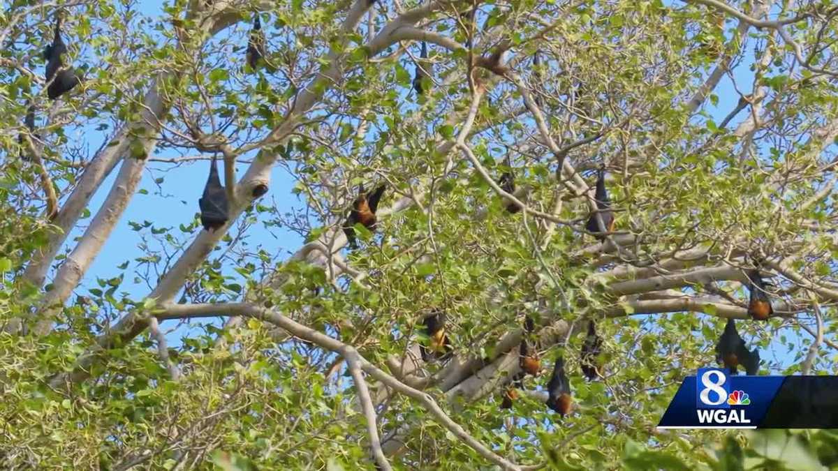 Rooftop project hopes to improve Lancaster, Pa., bat populations