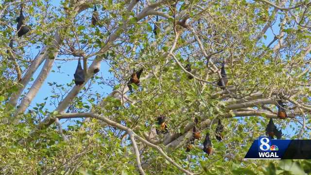Rooftop project hopes to improve Lancaster, Pa., bat populations - Vimarsana News