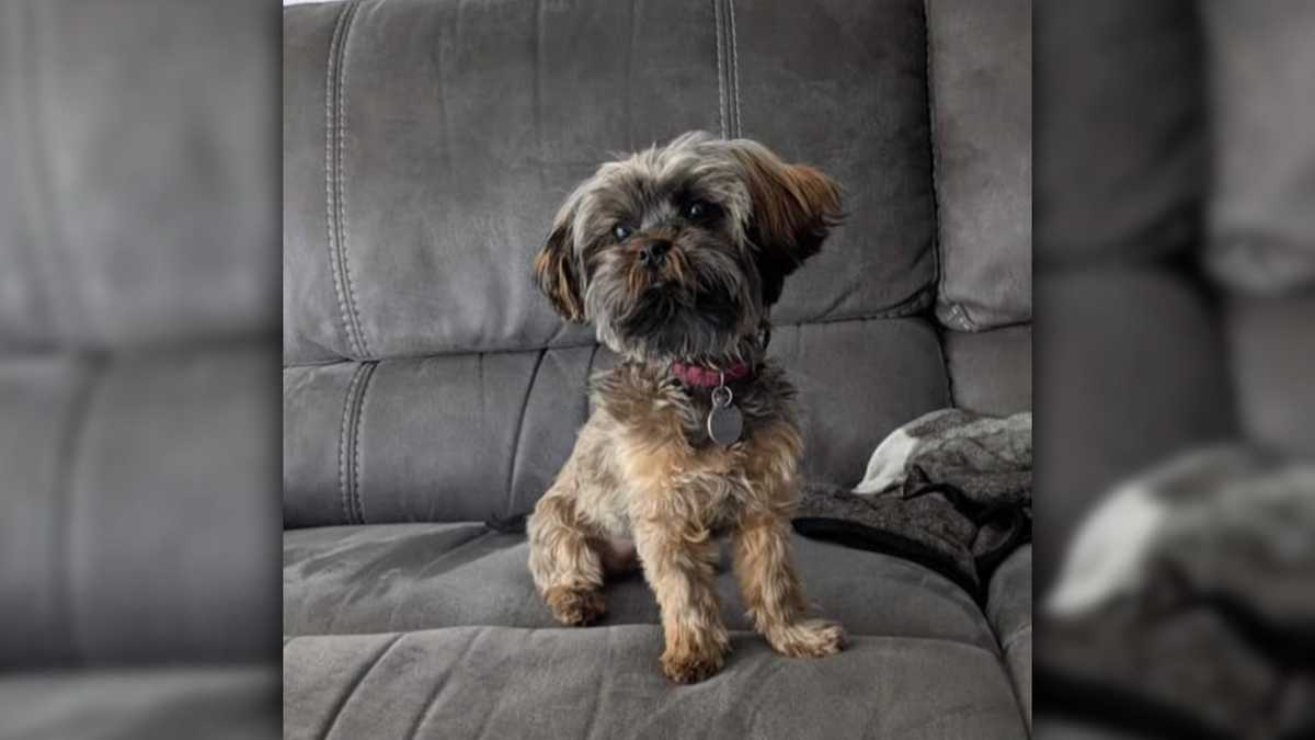 Firefighters save a little dog named Bean after she got trapped in a