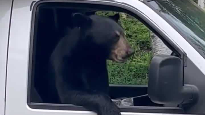 Hungry New England bear finds a snack in cab of work truck