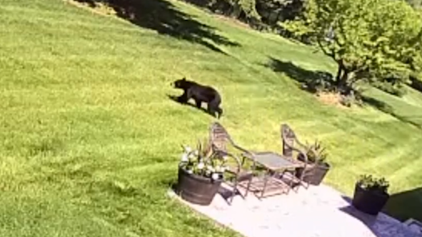 Bear spotted again in Lancaster County - Vimarsana News