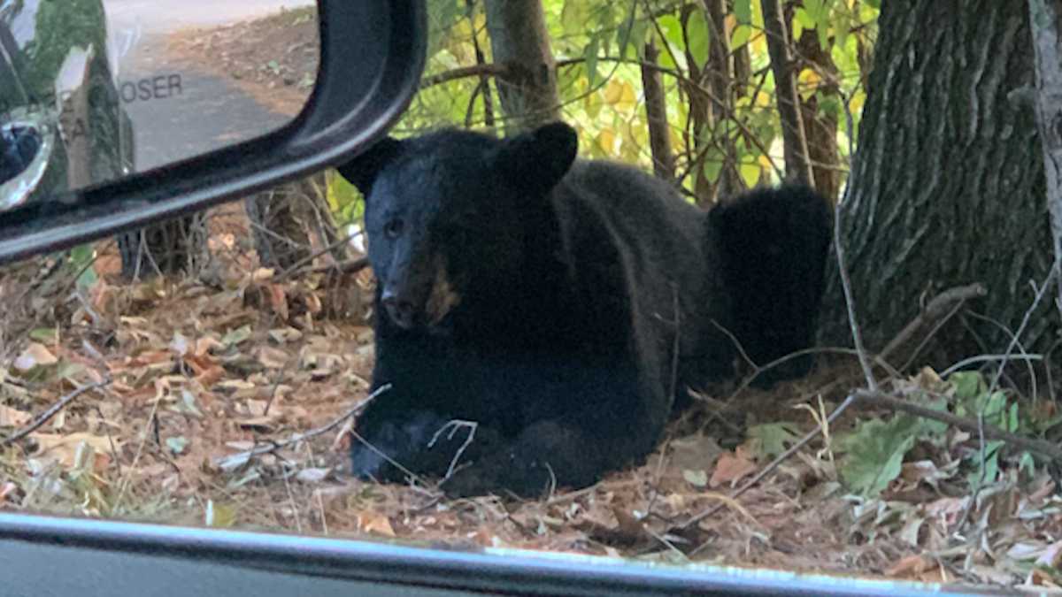 MassWildlife: No Bear Shot in Pembroke, Despite Online Rumors