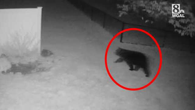 Bear spotted in back yard in York County - Vimarsana News