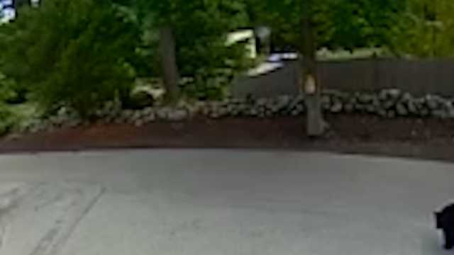 Bear seen roaming through North Shore neighborhood - Vimarsana News