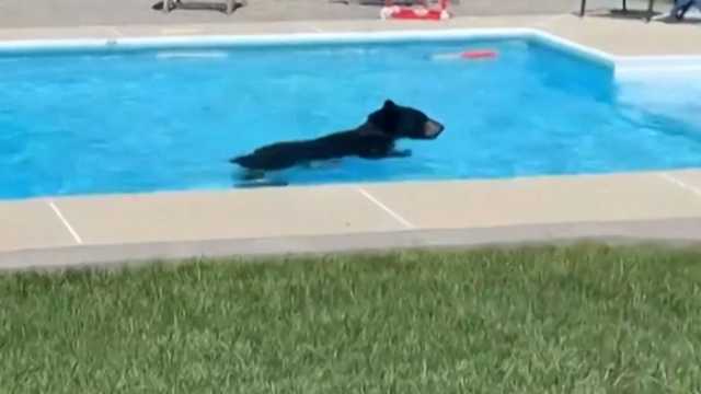 South Shore siblings capture video of bear swimming in their pool - Vimarsana News