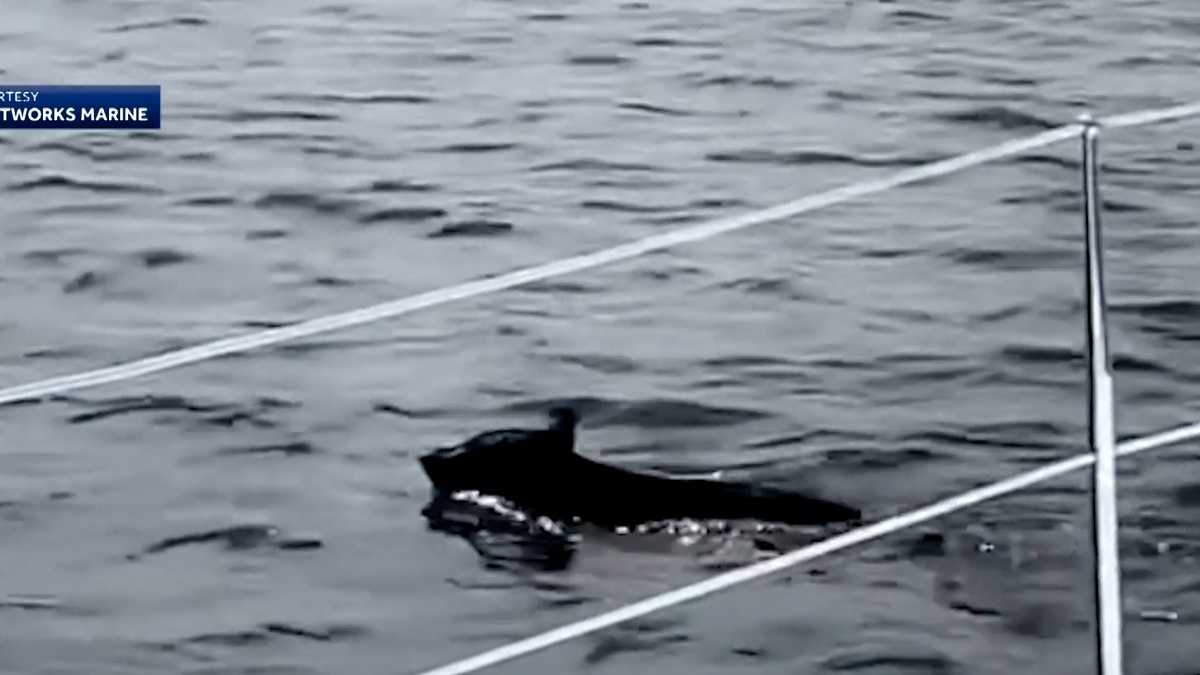 Swim in the sea Bear takes dip in ocean off Mass. coast