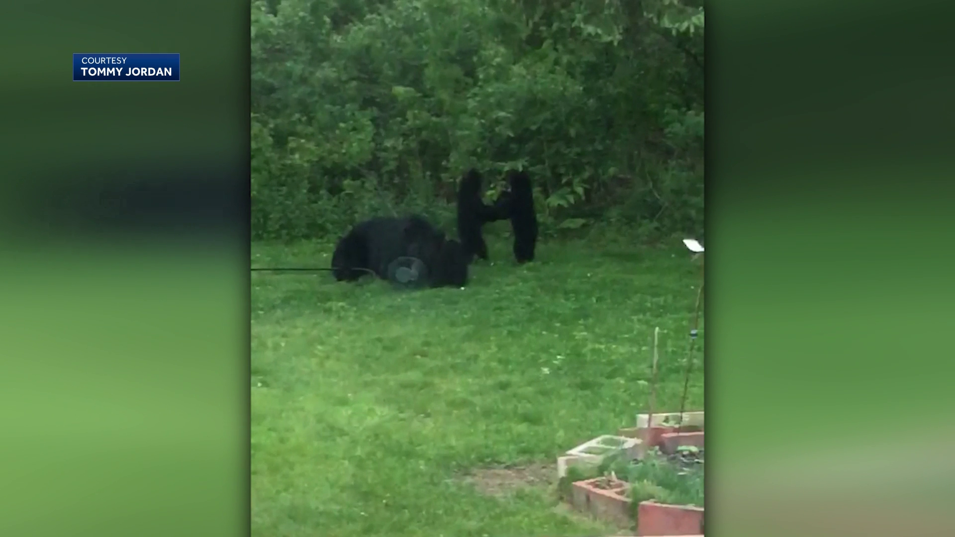 Watch: Mama bear, 3 cubs seen frolicking in Massachusetts backyard
