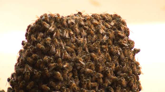 Swarm Of 10000 Bees Captured Downtown Cincinnati