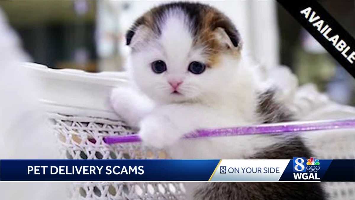 Susquehanna Valley woman loses nearly $1,000 to munchkin cat scam