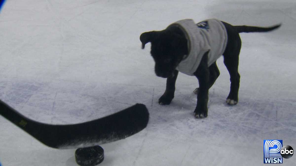 Meet Bender the Milwaukee Admirals Hockey Pup!