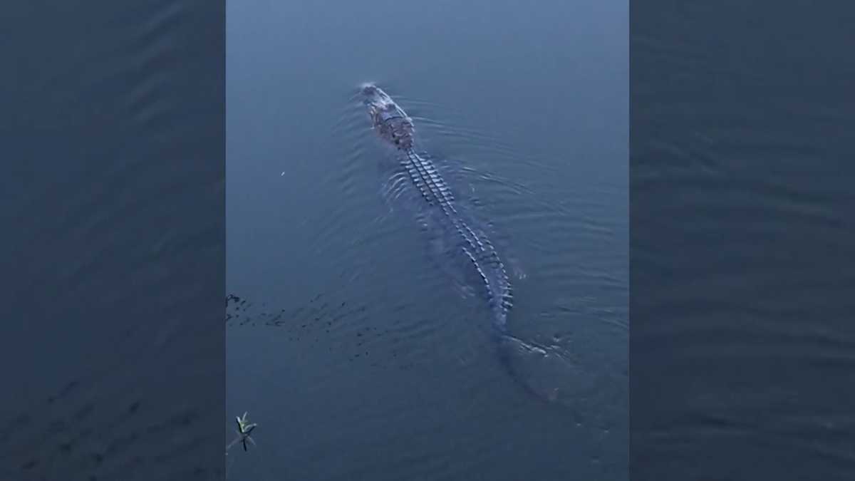 Residents spot alligator in Lay Lake