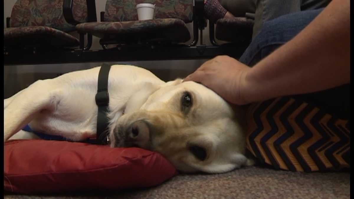 Dog offers comfort to victims, witnesses in courtroom