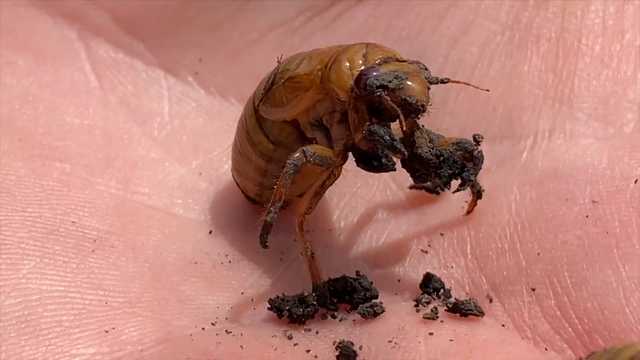 Botanic garden seeing signs of cicadas preparing to emerge - Vimarsana News